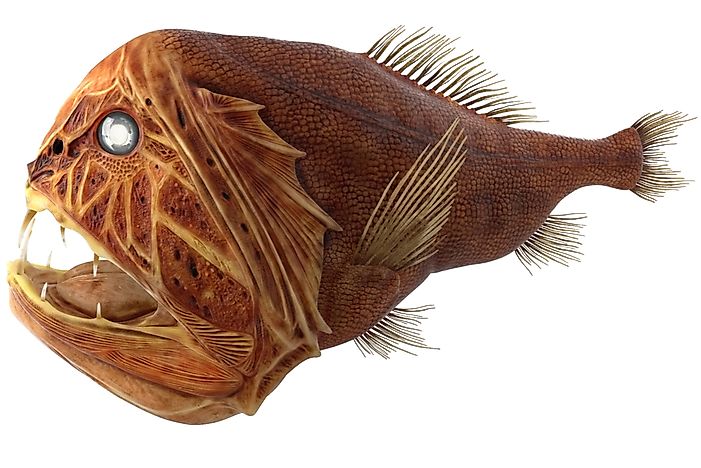 10 of the World's Weirdest Fish - WorldAtlas.com