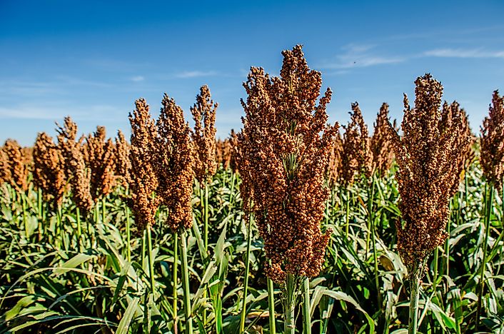 Top Sorghum Producing Countries in the World - WorldAtlas.com