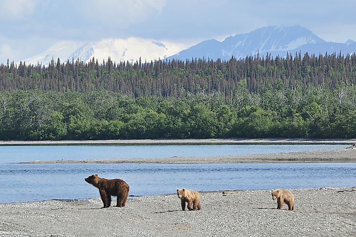 canada-s-10-most-iconic-animals-wwf-ca