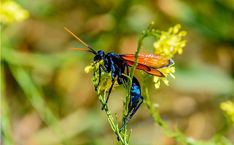 Biologia evolução e vida. - Tarantula Hawk: essa vespa quase do tamanho de  uma palma humana, tem a 2ª pior picada do mundo, ser picado por um bicho  desses pode proporcionar uma