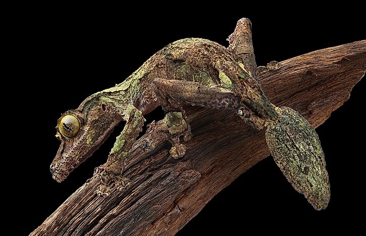 10 Animals That Are Masters Of Camouflage - WorldAtlas.com