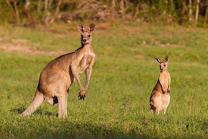 What Animals Live In The Australian Outback? - WorldAtlas.com
