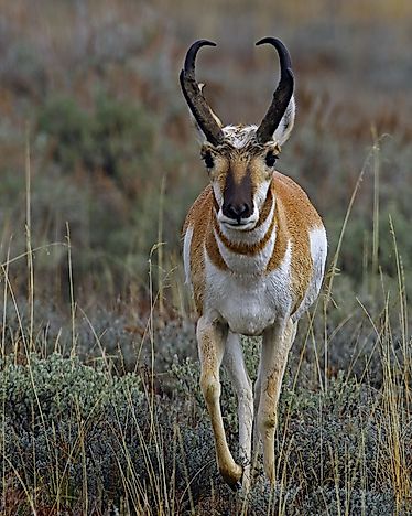 Pronghorn Facts: Animals of North America - WorldAtlas.com