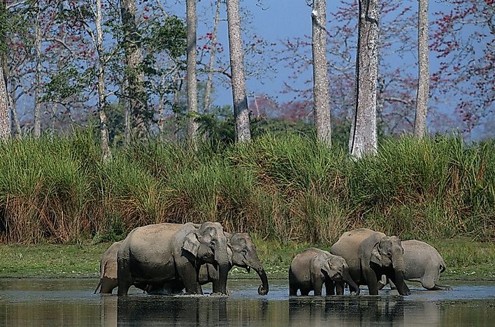 Kaziranga National Park, India - WorldAtlas.com