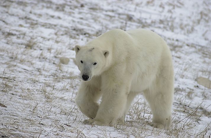 Polar Bear Facts: Animals of North America - WorldAtlas.com