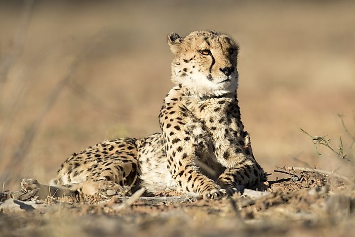 What Animals Live In The Sahara Desert WorldAtlas