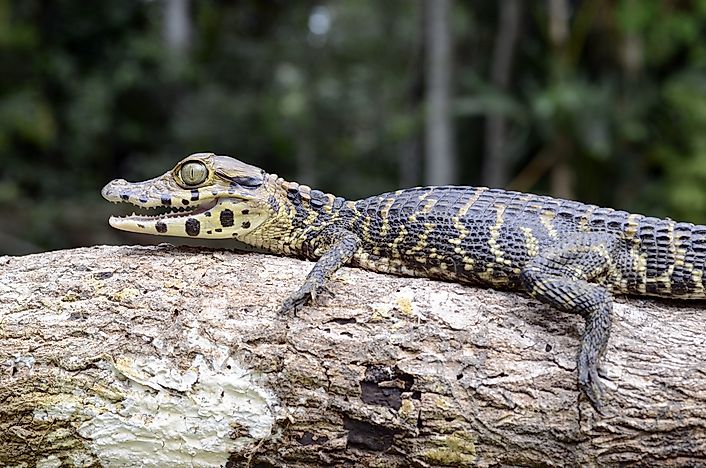 What Animals Live In The Amazon River? - WorldAtlas.com