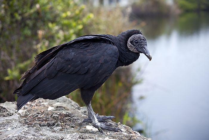 Black Vulture Facts: Animals of North America - WorldAtlas.com