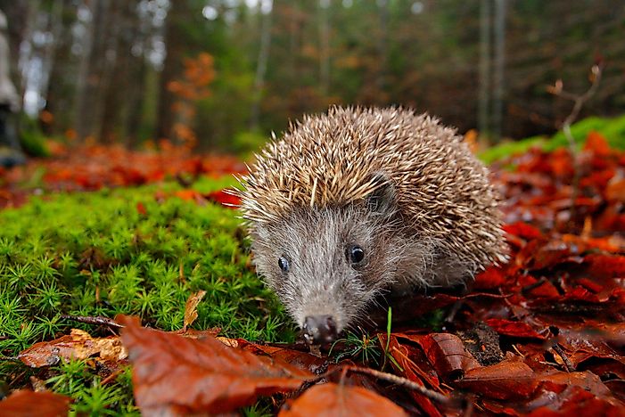 Where Do Hedgehogs Live in the Wild? - WorldAtlas.com