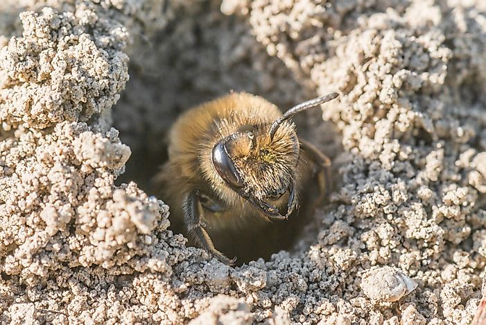 The Seven Different Types of Bees - WorldAtlas.com