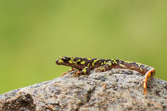 animals-native-to-france-worldatlas