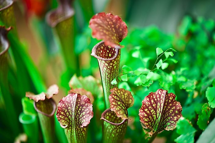 what-is-a-carnivorous-plant-worldatlas