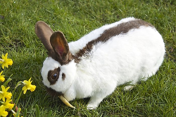 The World's Largest Rabbits - WorldAtlas.com