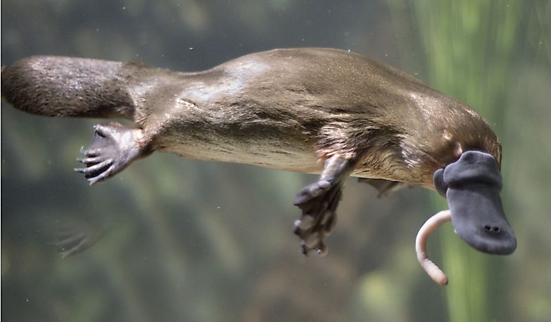 platypus animal photo
