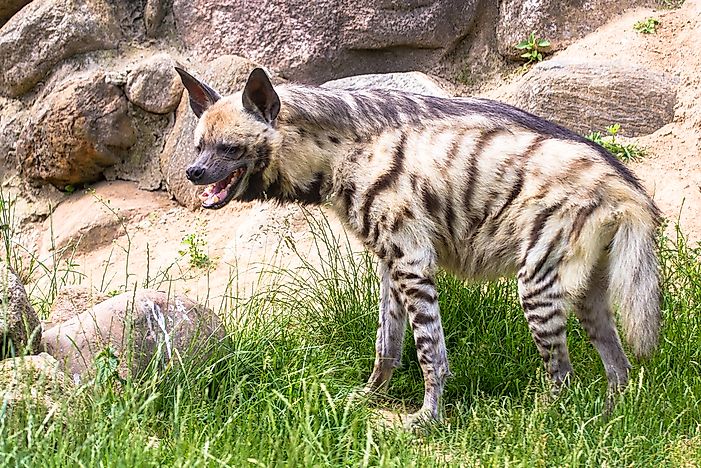 What is the National Animal of Lebanon? - WorldAtlas.com