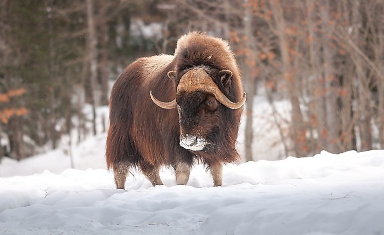 Muskox Facts: Animals of North America - WorldAtlas.com