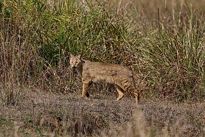 The Ten Species Of Small Wild Cats Found In Asia - WorldAtlas.com