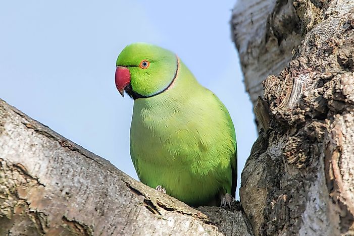 10 Animals That Live in Pakistan — Pakistan Animals - WorldAtlas.com