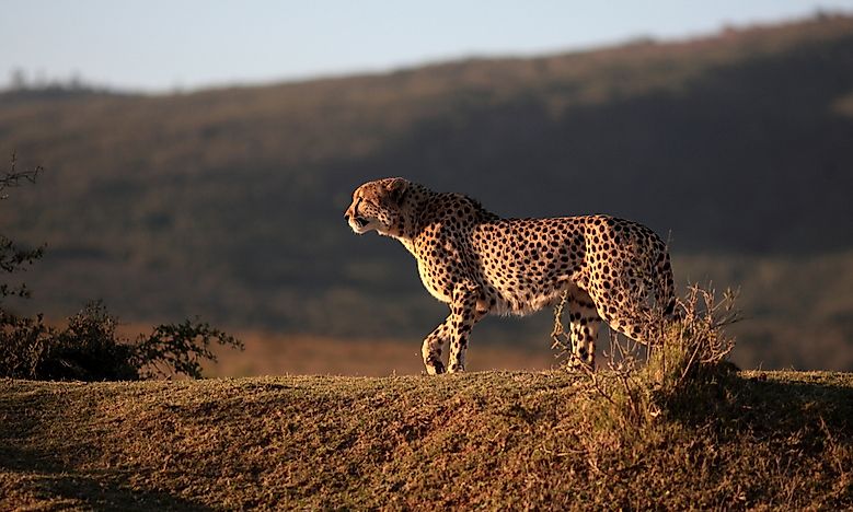 What Are The Differences Between A Cheetah, A Jaguar, And A Leopard ...