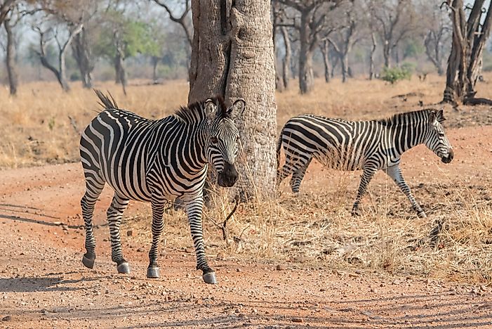 How Many Types Of Zebras Are There? - WorldAtlas.com