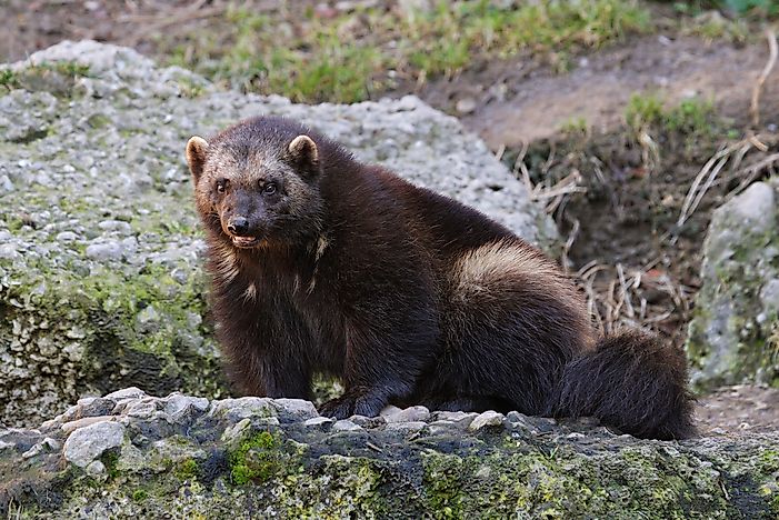 Finland's Most Threatened Mammals - WorldAtlas.com