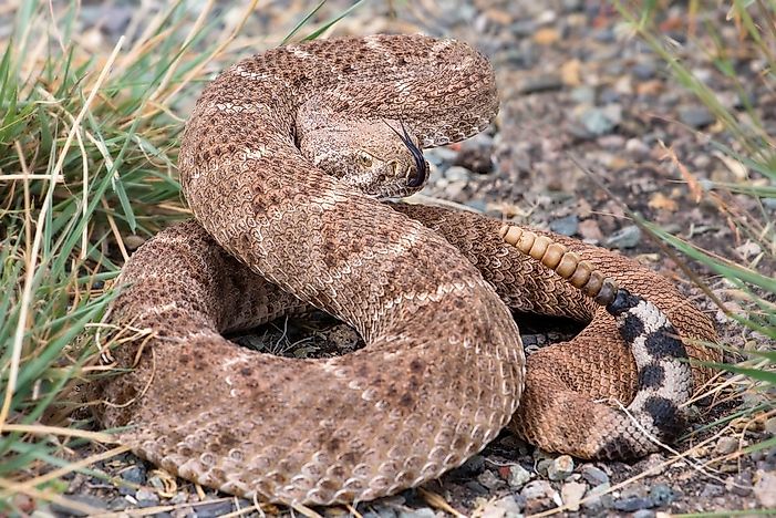 The Venomous Snakes Of New Mexico - WorldAtlas.com