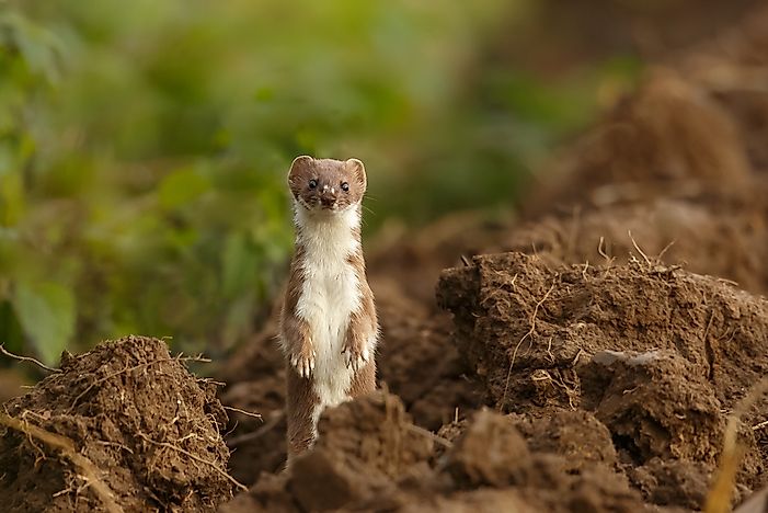 animals-that-live-in-canada-worldatlas