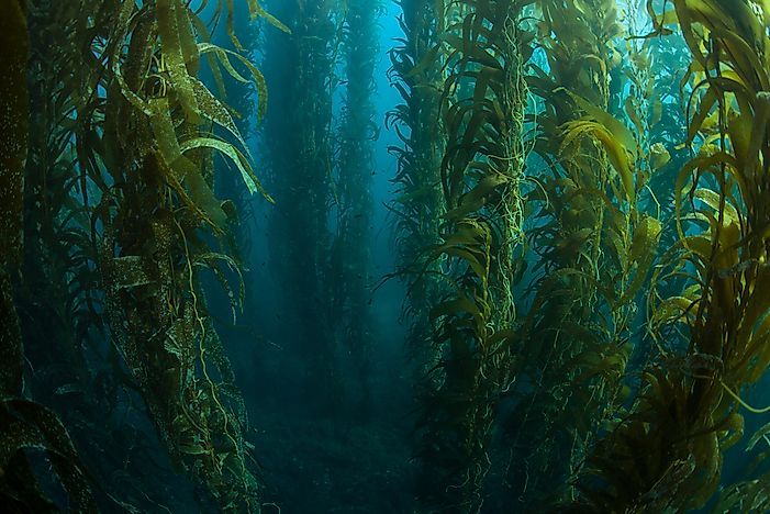 Kelp Forests – Forest Types Around the World - WorldAtlas.com