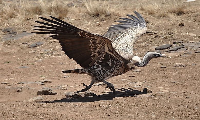 #1 Rüppell's Griffon Vulture - 37,000 feet 