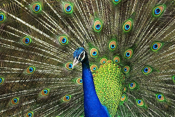 What is the National Bird of India? - WorldAtlas.com