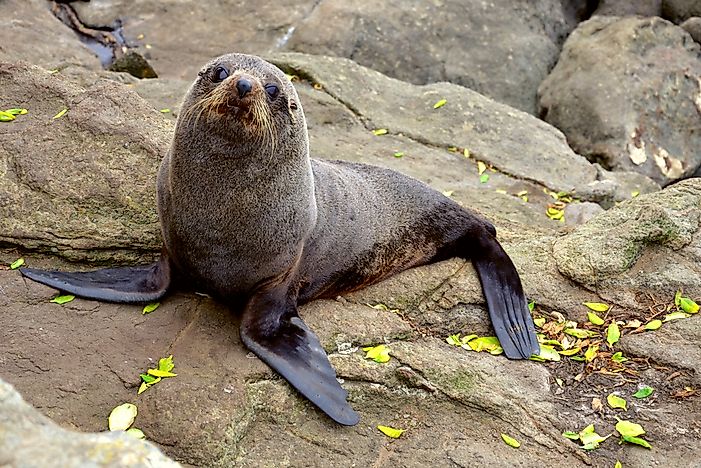 what-animals-live-in-the-atlantic-ocean-worldatlas