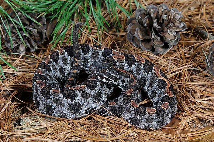 The Most Venomous Snakes Of Florida - WorldAtlas.com