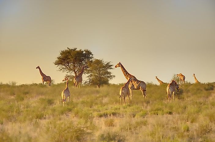 Animals Of The Kalahari Desert WorldAtlas Com   Shutterstock 581165416 