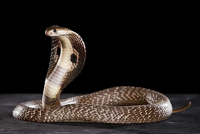 How Many Types Of Cobras Are There? Which Species Are Most Venomous 