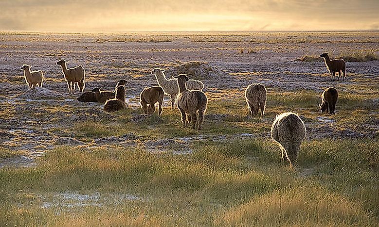 The Major Deserts Of South America WorldAtlas