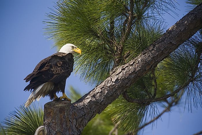 the-animals-of-the-florida-everglades-worldatlas