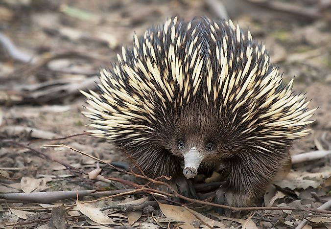 What Animals Live in Australia? - WorldAtlas.com