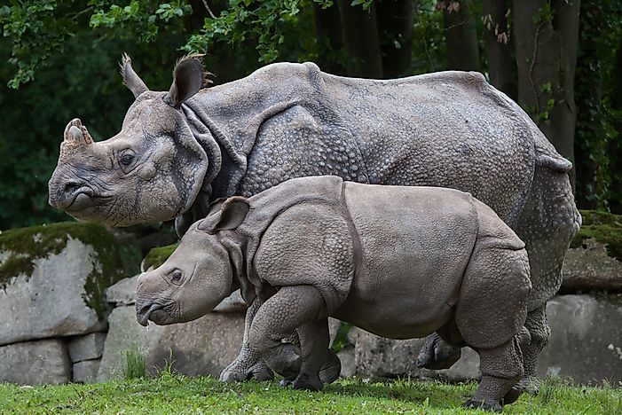 Indian Rhinoceros Facts - Greater One Horned Rhinoceros - Rhino Rest