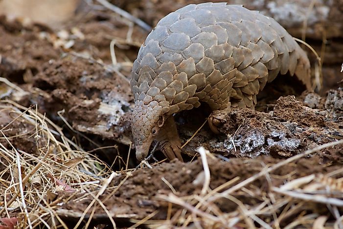 Where Do Pangolins Live? - WorldAtlas.com