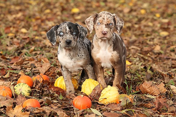 what-is-the-state-dog-of-louisiana-worldatlas