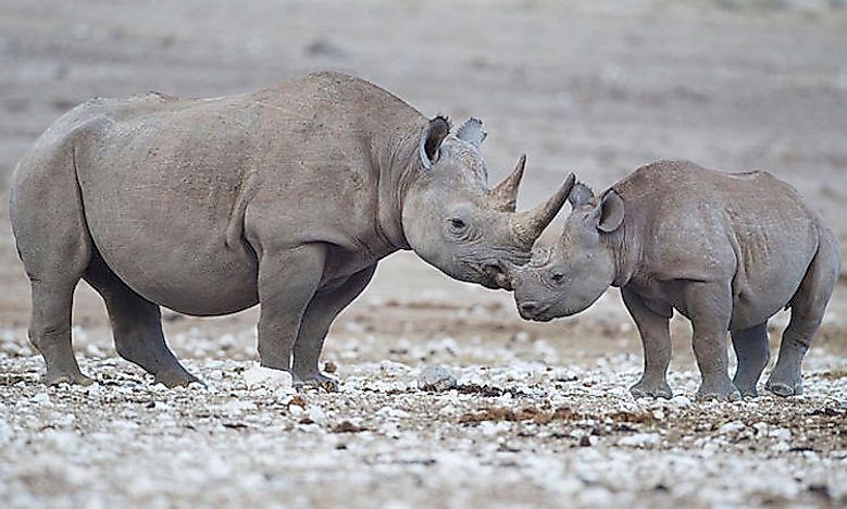 Threatened Mammals Of Namibia - WorldAtlas.com