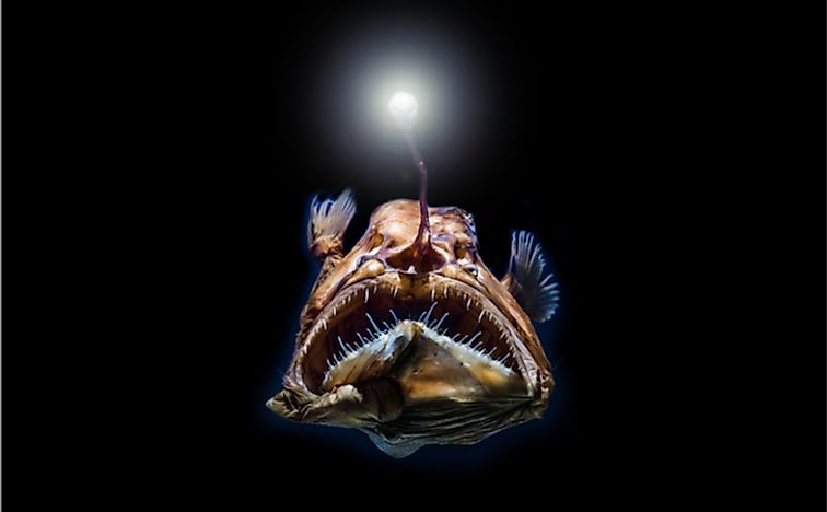 how-do-deep-sea-creatures-survive-the-high-water-pressure-worldatlas