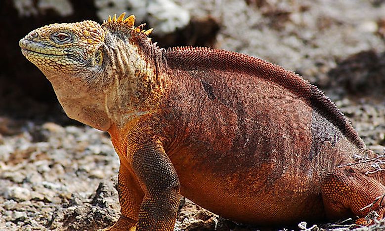 what-animals-live-on-the-galapagos-islands-worldatlas