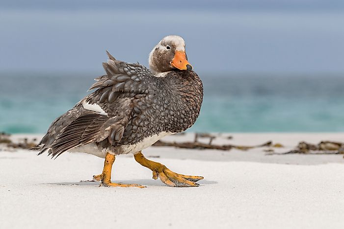 Which Birds Can't Fly? A List Of Birds That Are Flightless - WorldAtlas.com