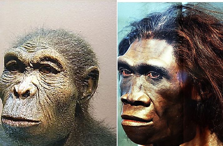 Ancient And Modern Human Species - WorldAtlas.com