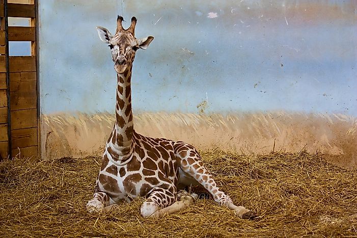 How Many Species of Giraffes Are There In The World? - WorldAtlas.com