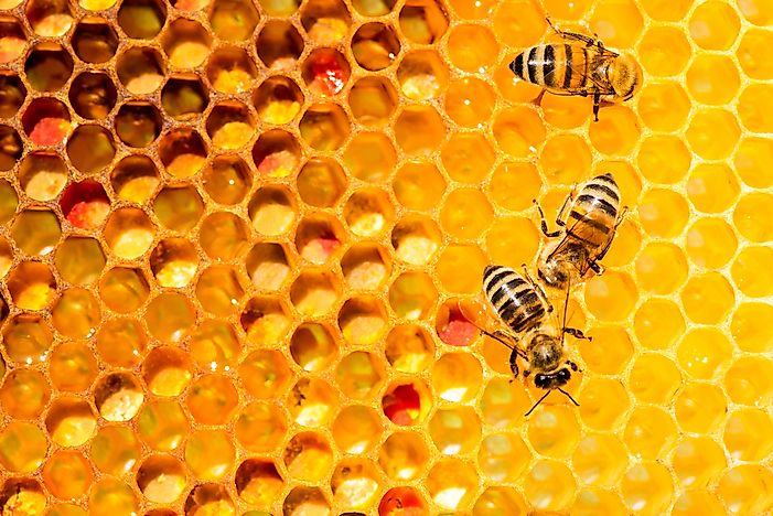 Why Do Bees Make Honey