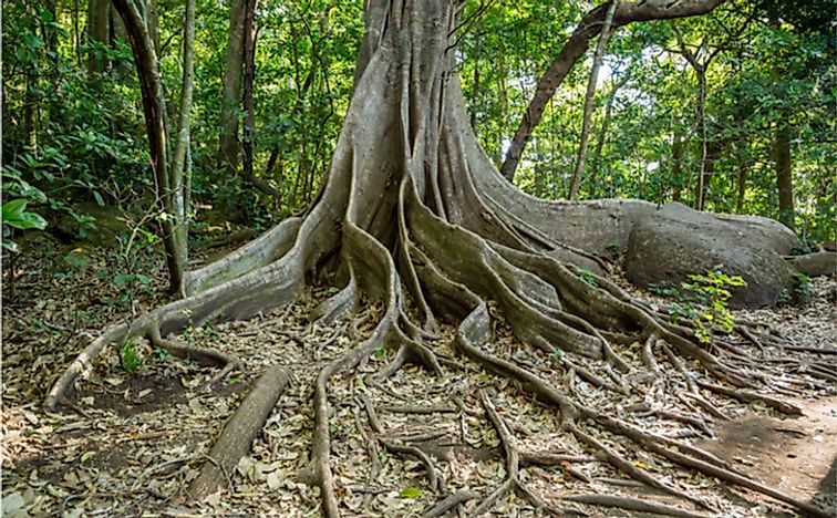 How Are Plants Adapted To The Tropical Rainforest? - WorldAtlas.com