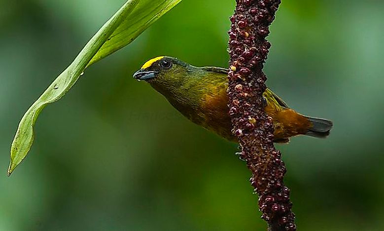 Native Birds Of Guatemala - WorldAtlas.com