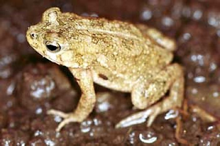 Amphibian Species Of Egypt - WorldAtlas.com